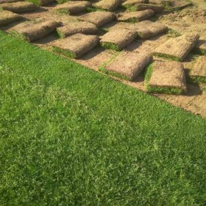 تركيب عشب طبيعي للحدائق بجازان