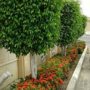 زراعة الأشجار والنخيل بجازان